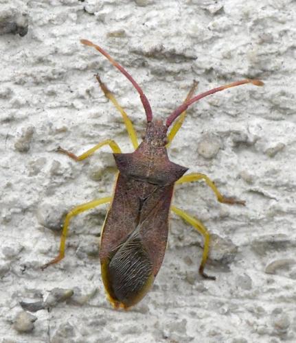 Gonocerus insidiator